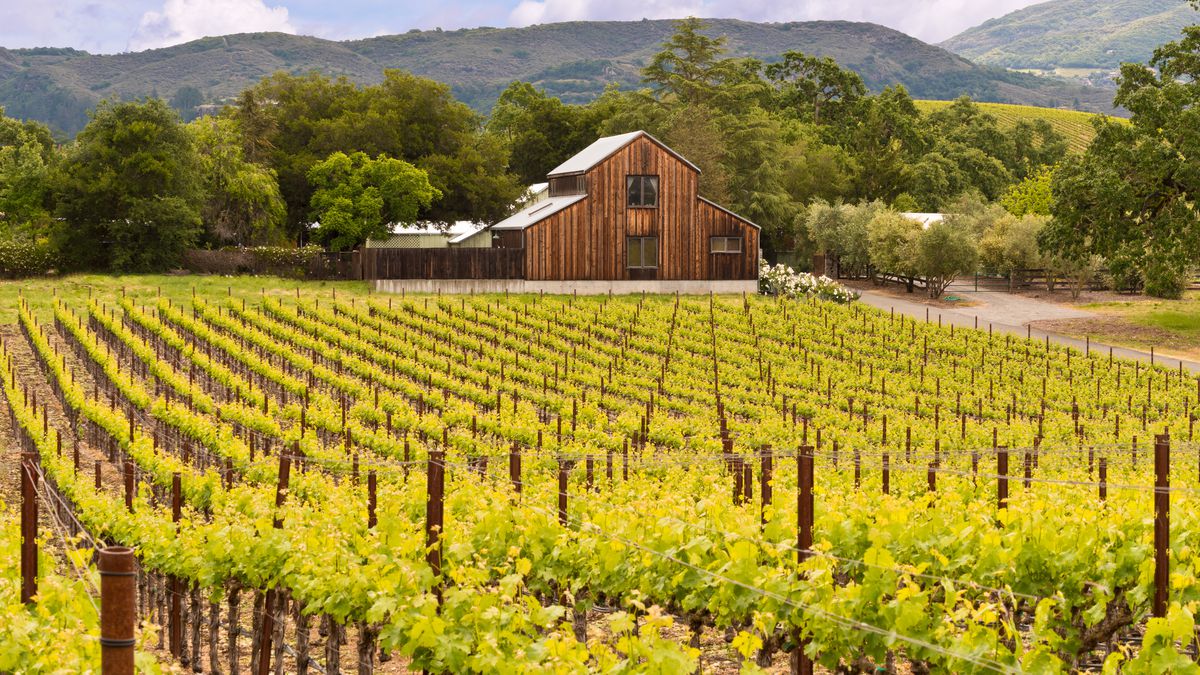 California Wine Country Guide for Food and Drink