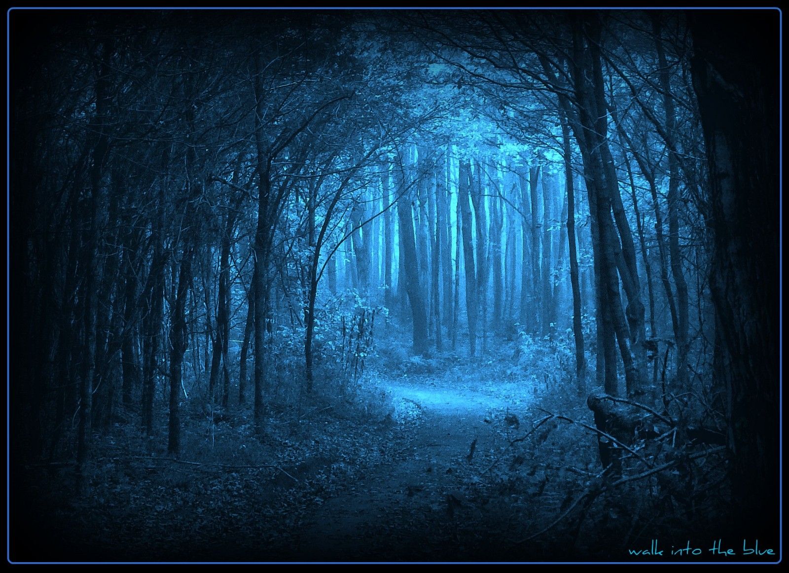 Moonlight Forest Wallpaper Free Moonlight Forest Background