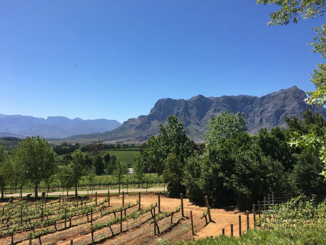 Vineyard Mountain South Africa Winelands Wine Country (2022)