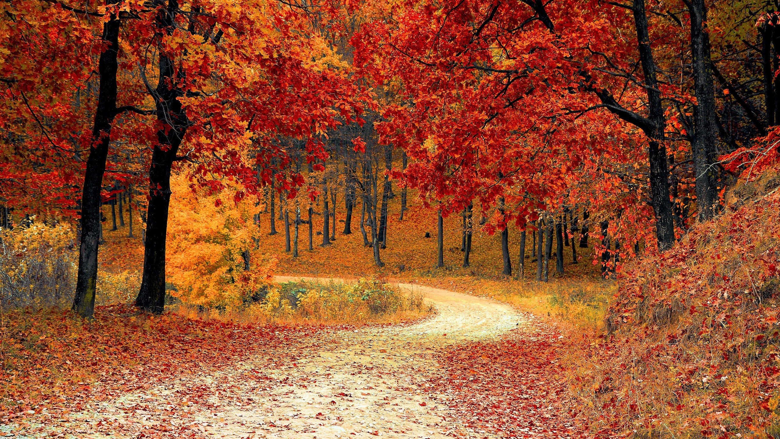 Autumn Trees Forest 4K Wallpaper