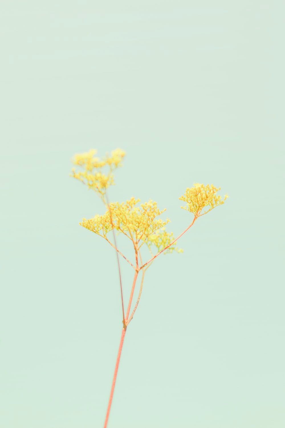Pastel Yellow Picture. Download Free Image