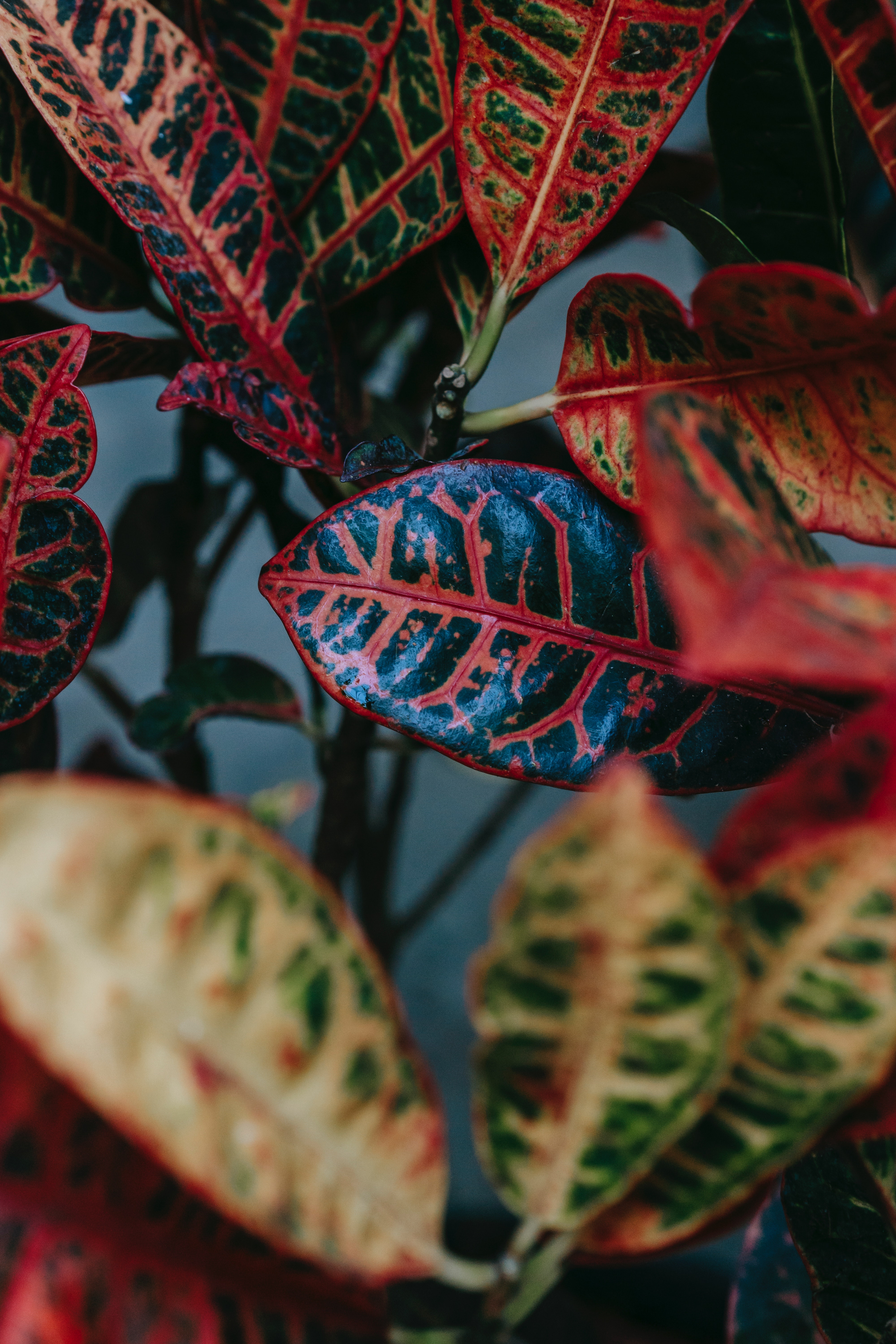 Croton Photo, Download Free Croton & HD Image