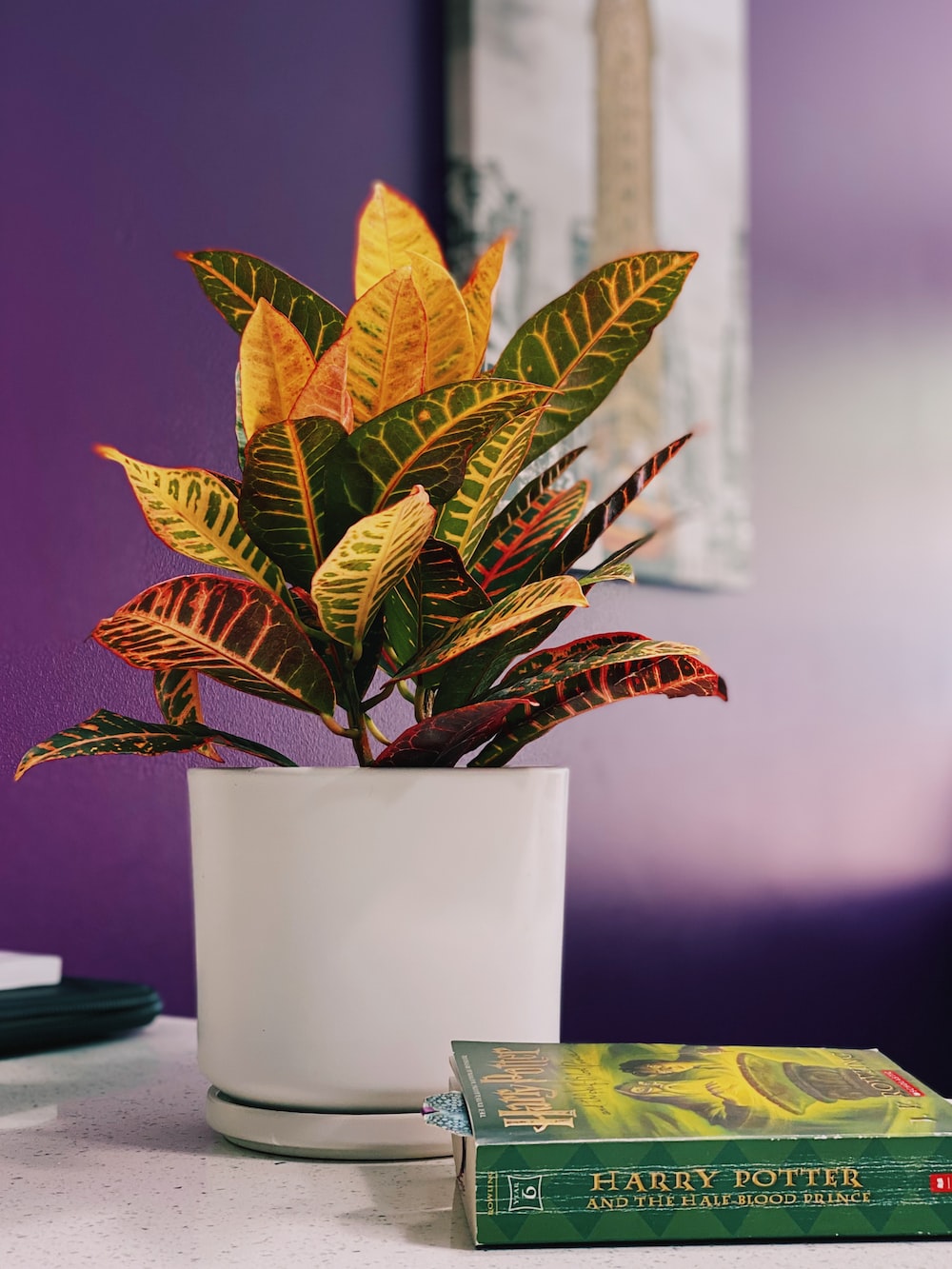 Croton Picture. Download Free Image
