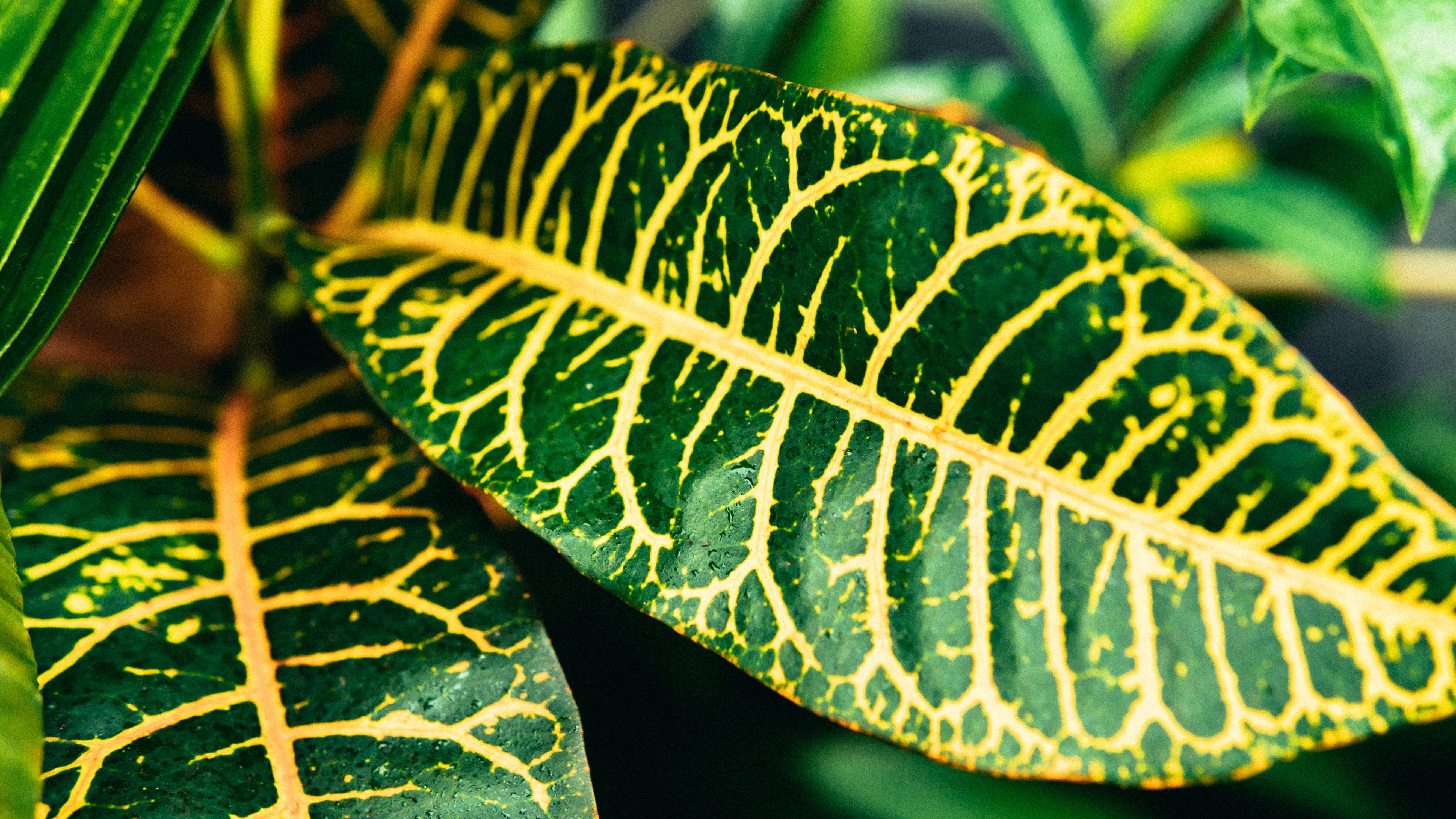 Garden Croton Photo, Download Free Garden Croton & HD Image