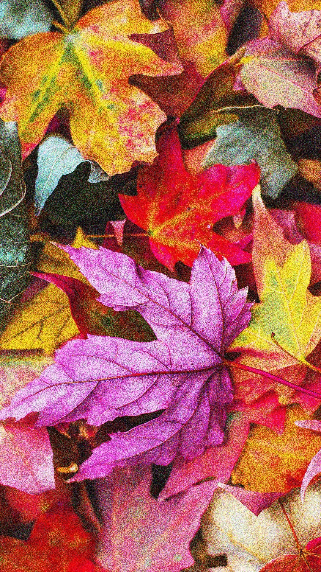 Autumn Mood iPhone Wallpapers Wallpaper Cave