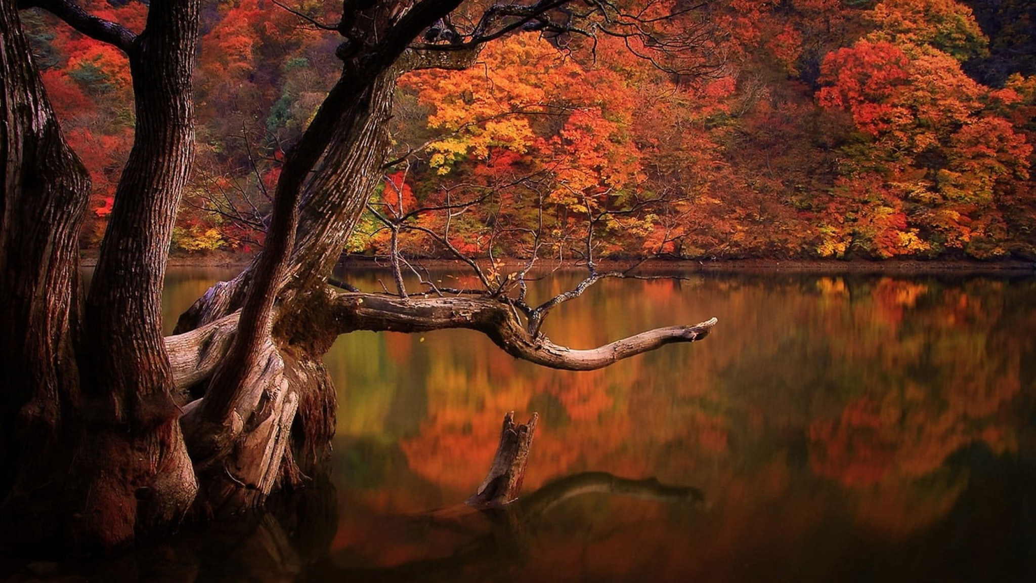 Brown Body Of Water Wallpaper, Lake, Fall, Forest, Dead Trees, Reflection • Wallpaper For You