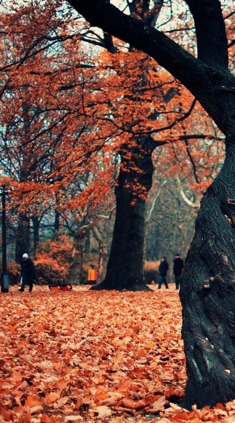 Awesome fall background and lockscreen for iphone 11 wallpaper, Best iPhone Wallpaper and iPhone background, WallpaperUpdate, Best iPhone Wallpaper and iPhone background