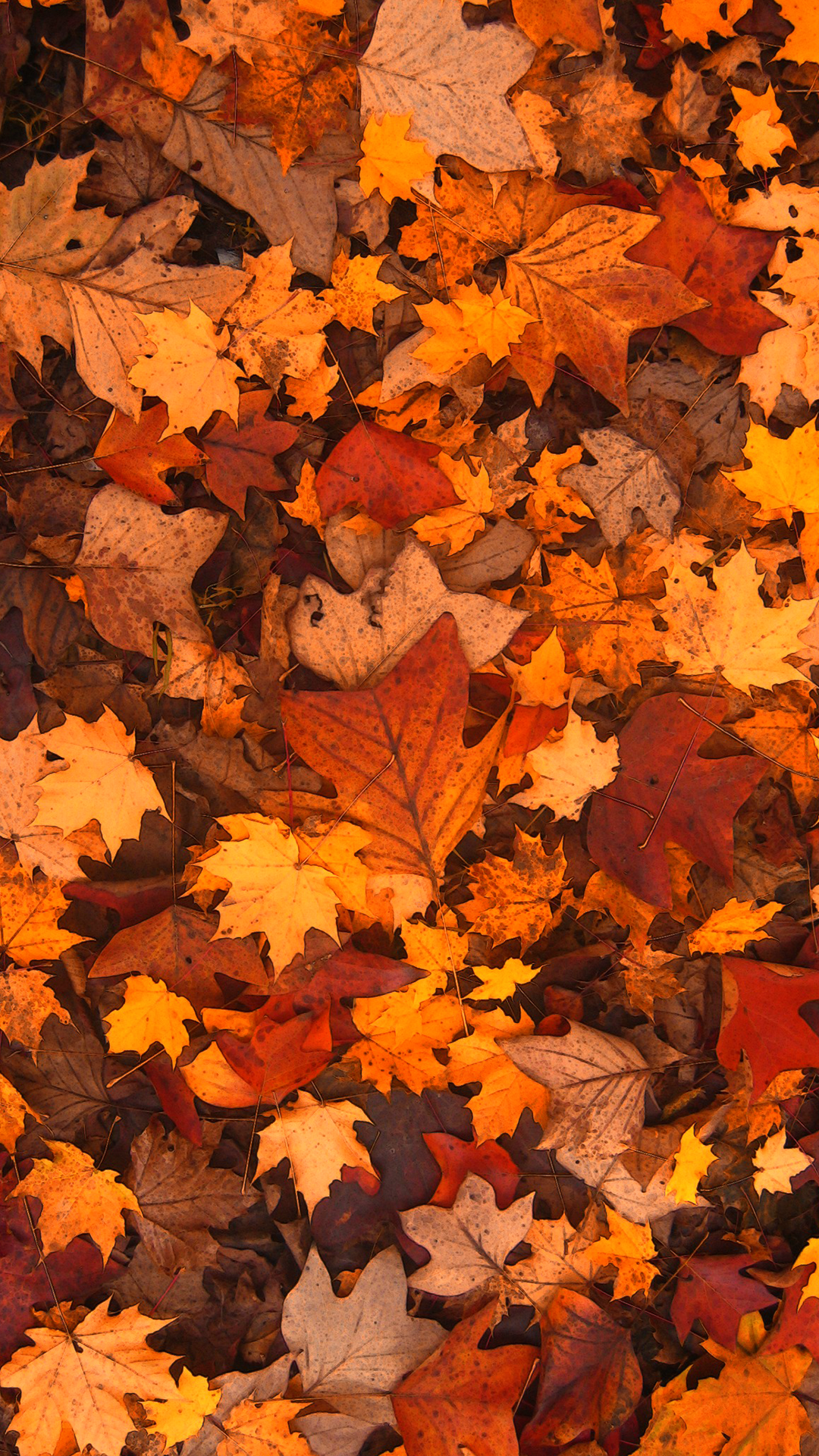Fall Foliage iPhone Background