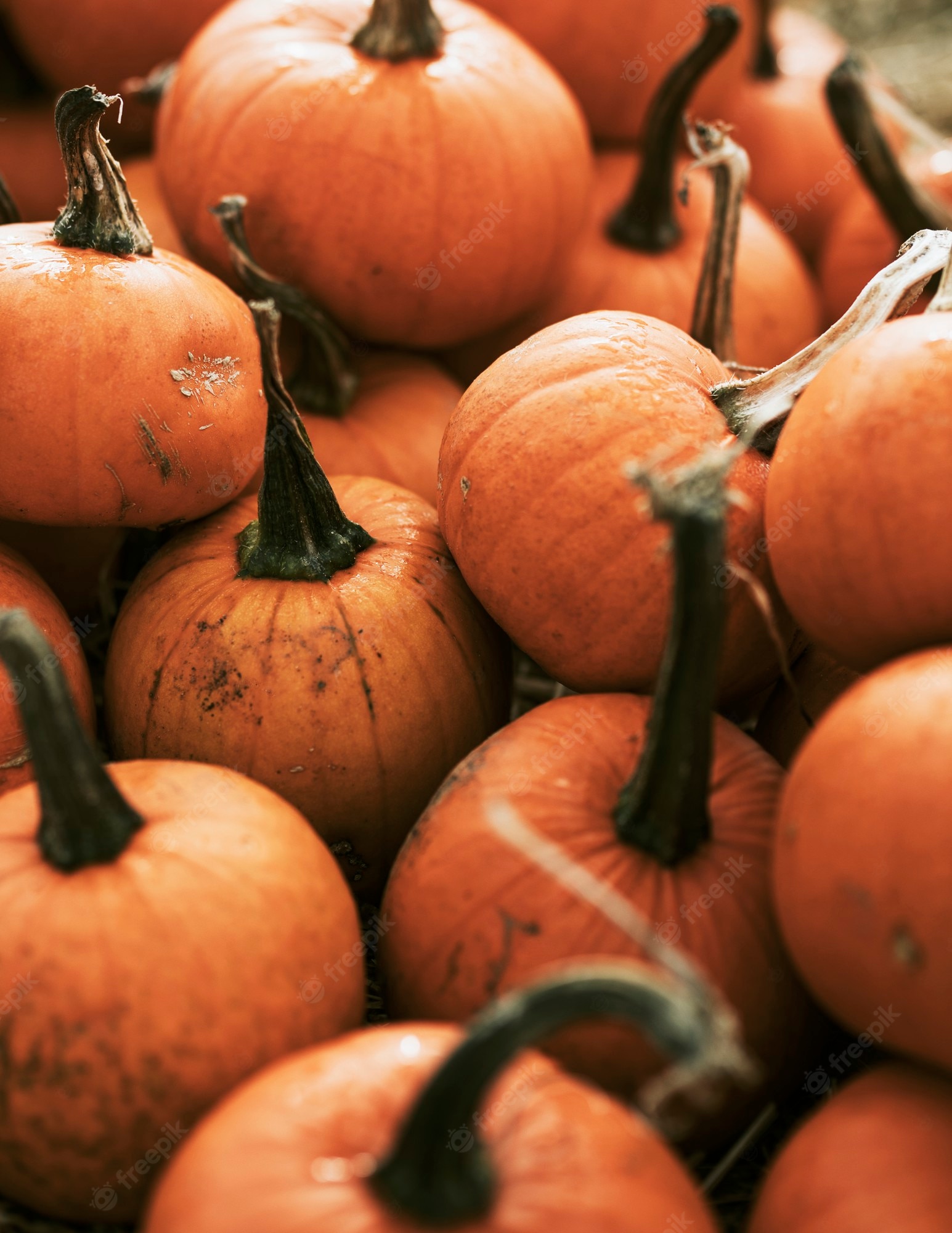 Free Photo. Halloween pumpkin in dark autumn mood