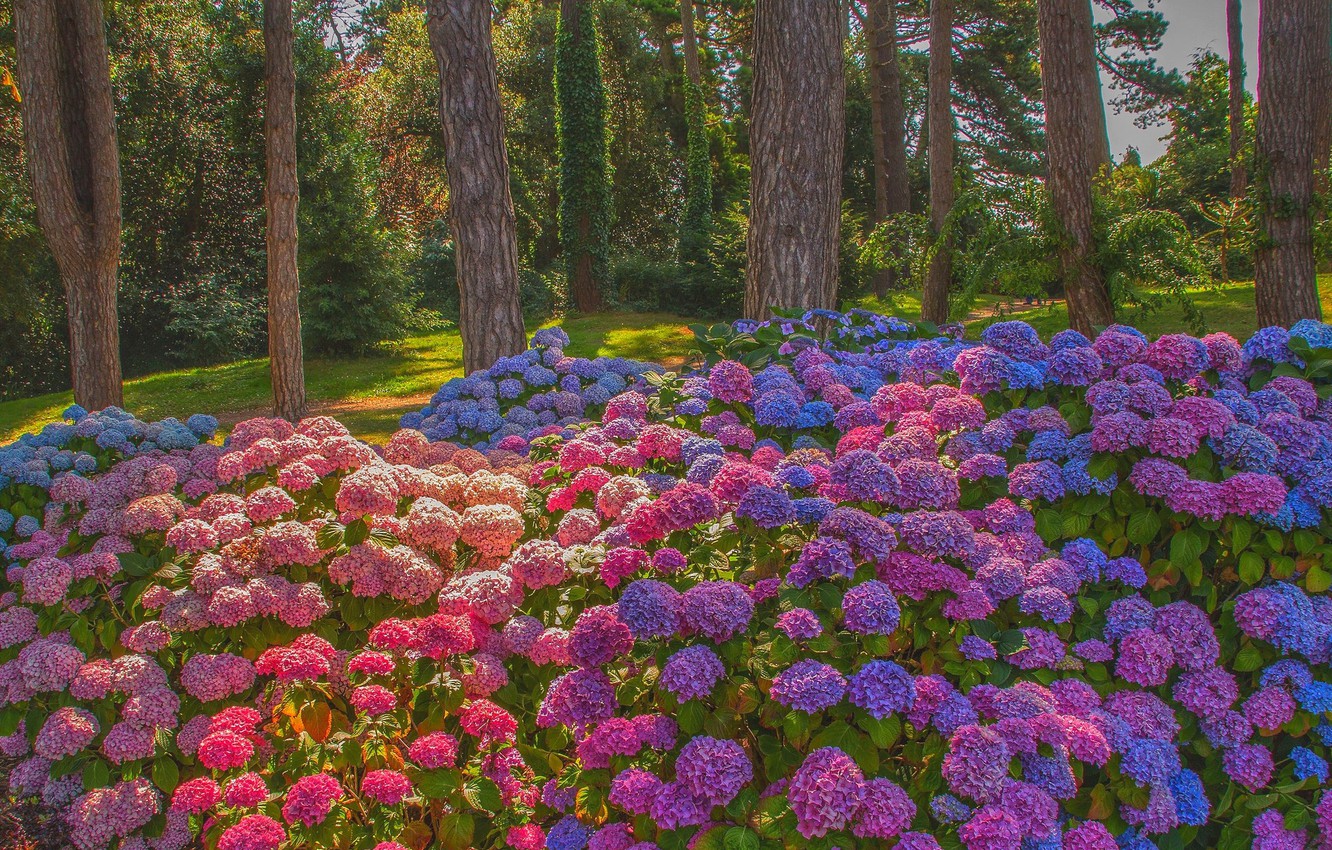 Hydrangeas in garden colorful hydrangea flowers garden bonito spring  HD wallpaper  Peakpx