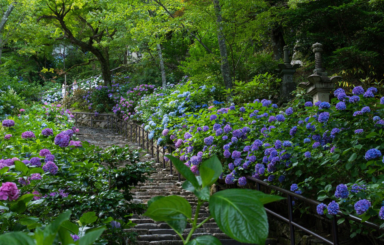 Wallpaper Japan, garden, ladder, hydrangea image for desktop, section цветы