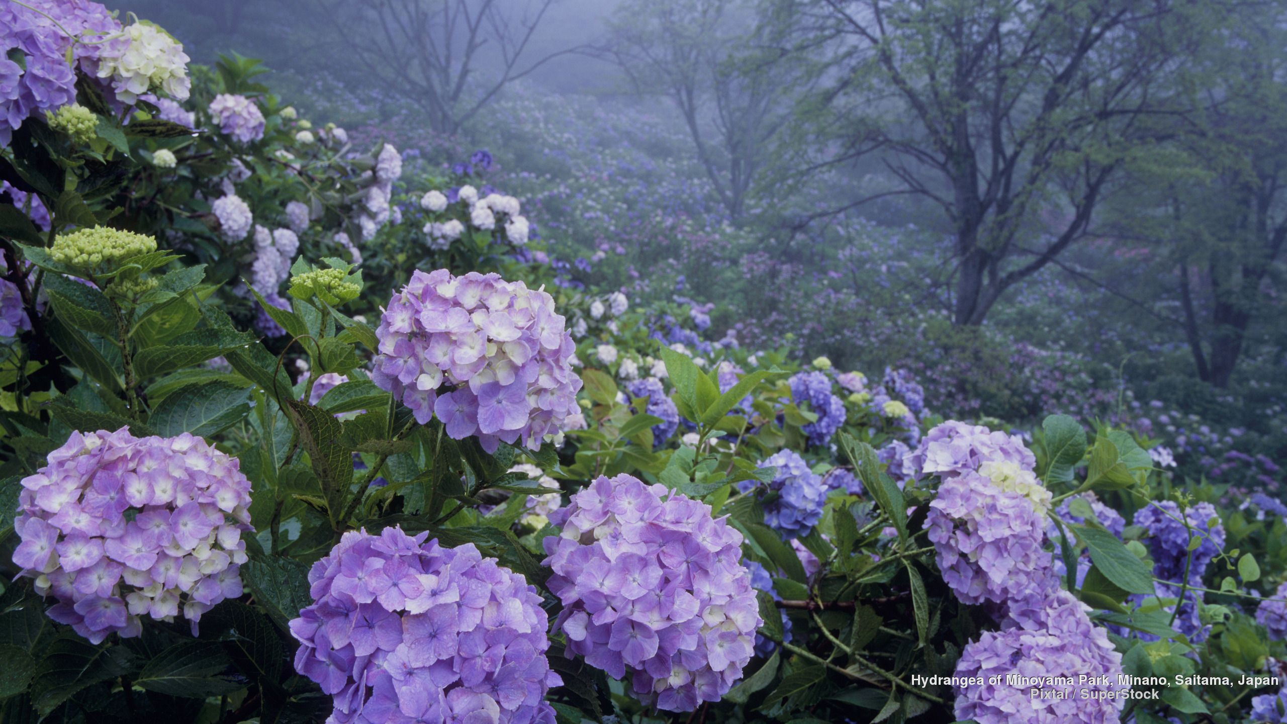 Hydrangea of Minoyama Park, Minano, Saitama, Japan. Beautiful flowers, Hydrangea flower, Hydrangea