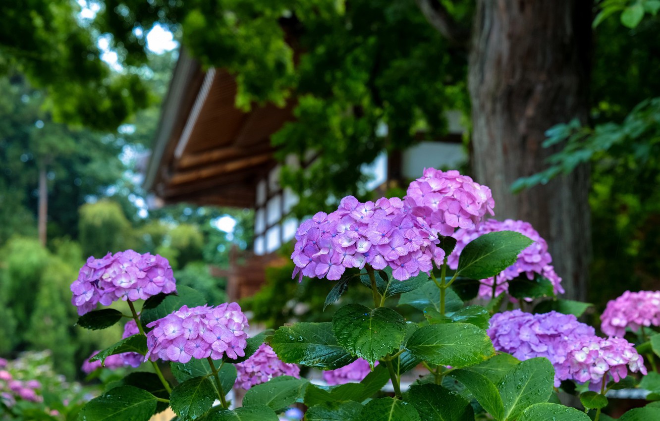 Wallpaper Japan, hydrangea, in the garden, drops image for desktop, section природа