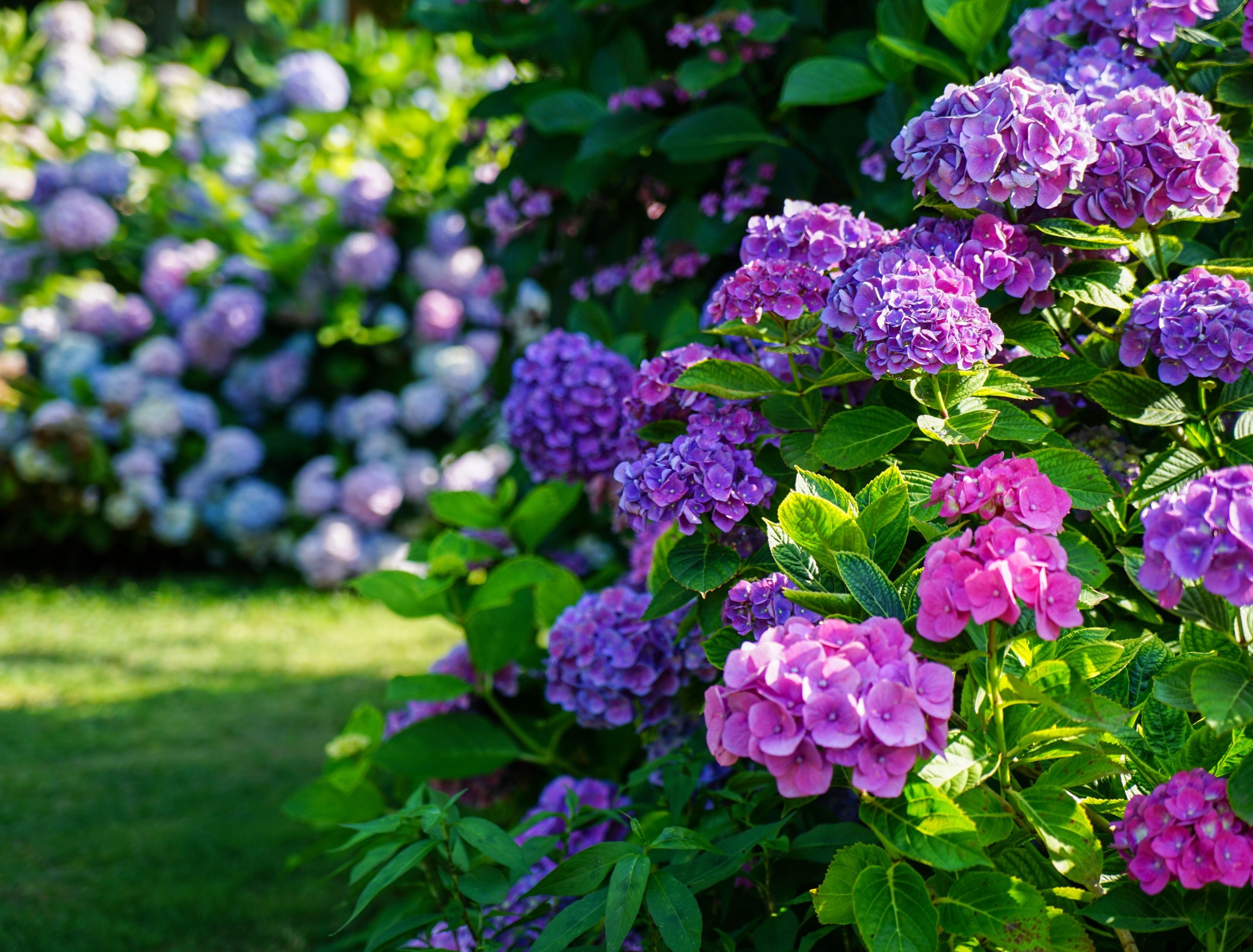 Hydrangea Garden Wallpapers Wallpaper Cave