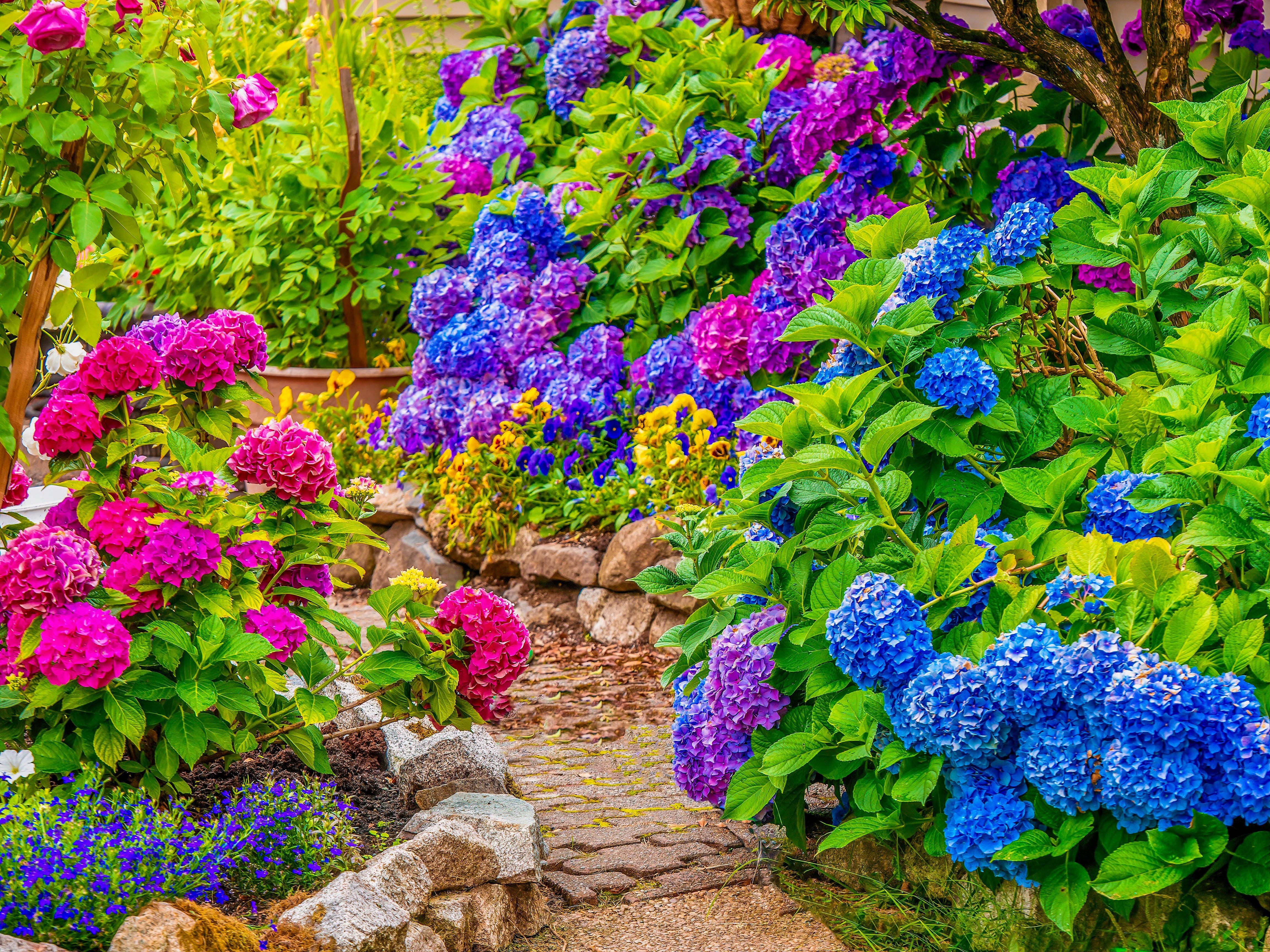 Ariel Whitely Noll: Hydrangea Come With Variety Of Features