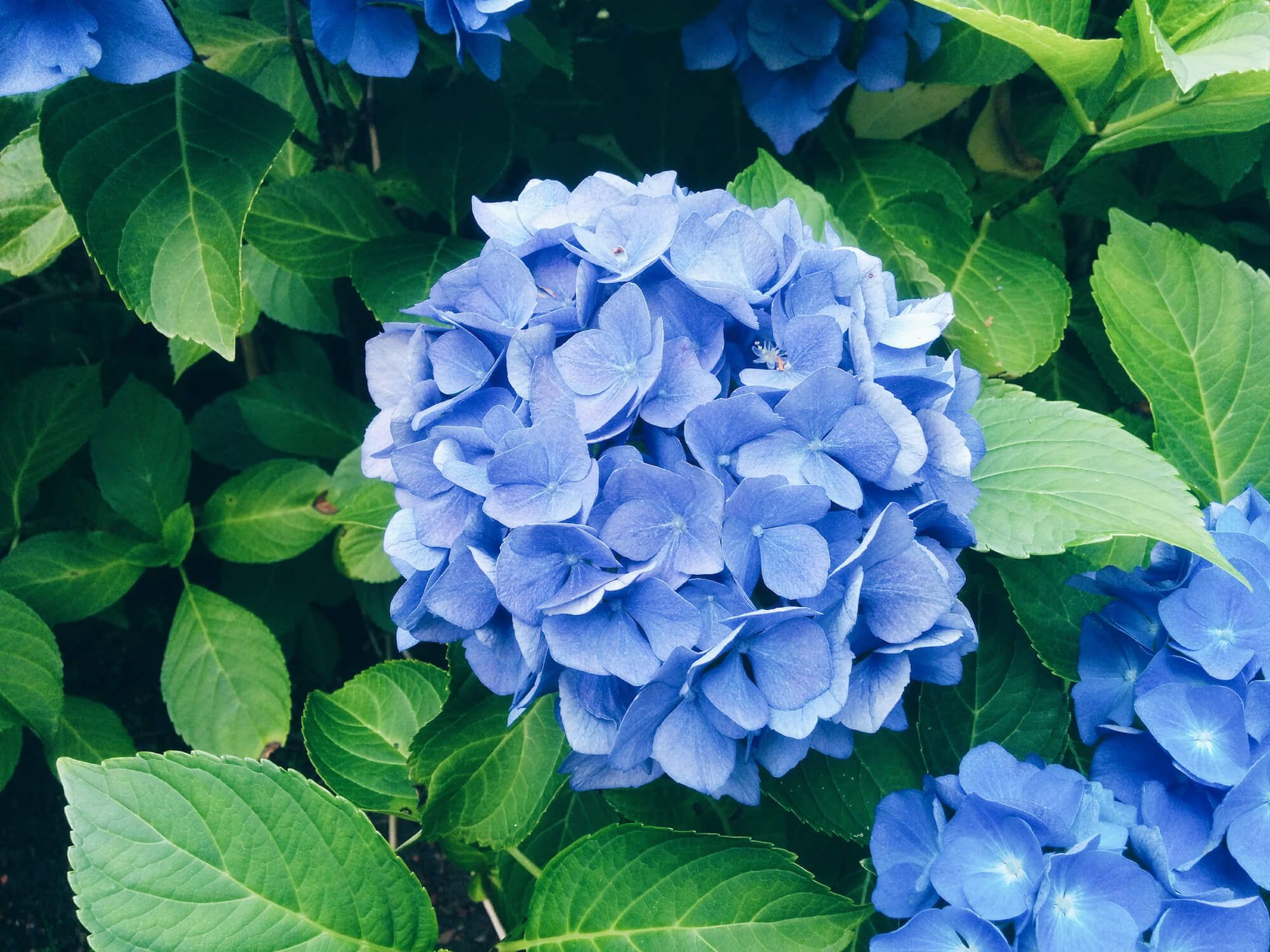 Гортензия голубая фото в саду