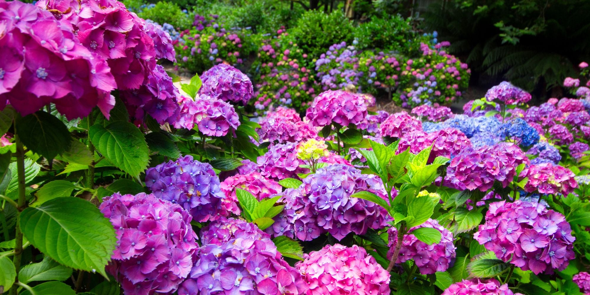 Hydrangea Garden Wallpapers - Wallpaper Cave