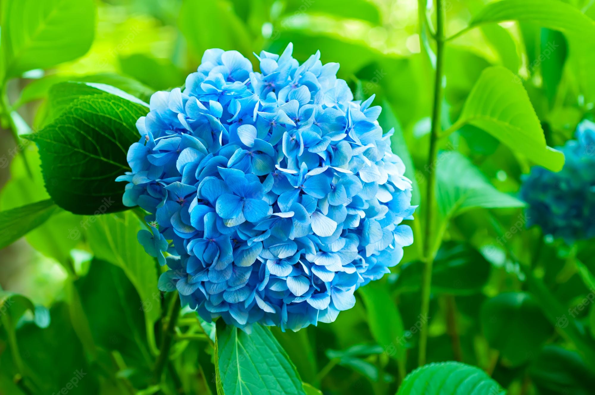 Hydrangea Garden Wallpapers - Wallpaper Cave