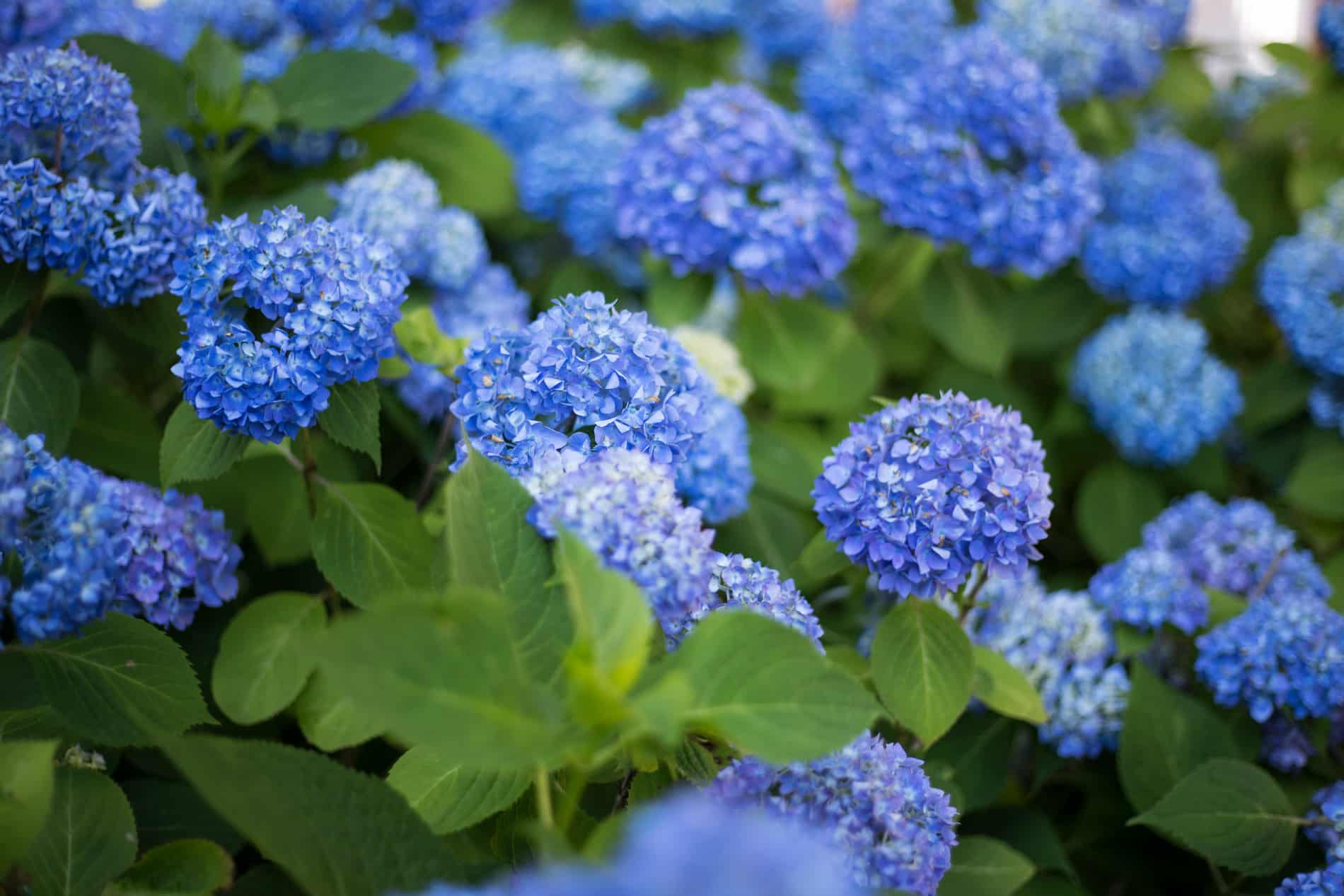 The Best Places to See Blooming Hydrangeas on Cape Cod