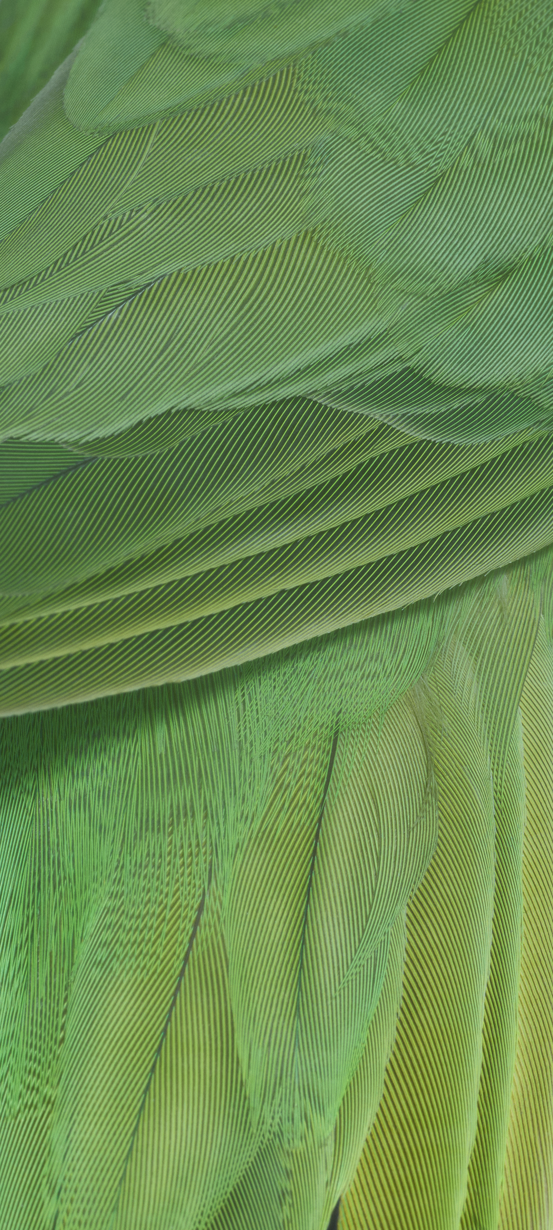 Google Pixel 7 Pro wallpaper