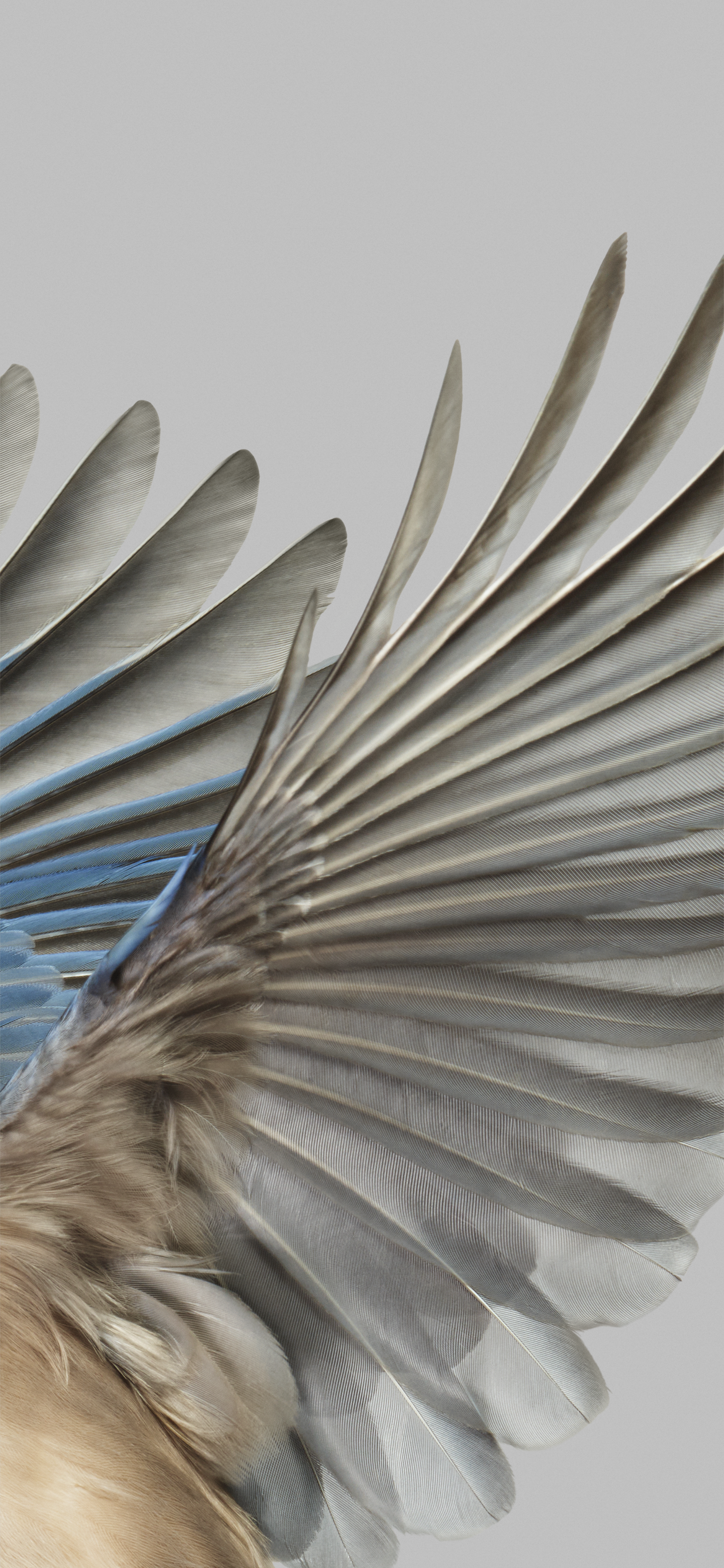 Google Pixel 7 Pro wallpaper