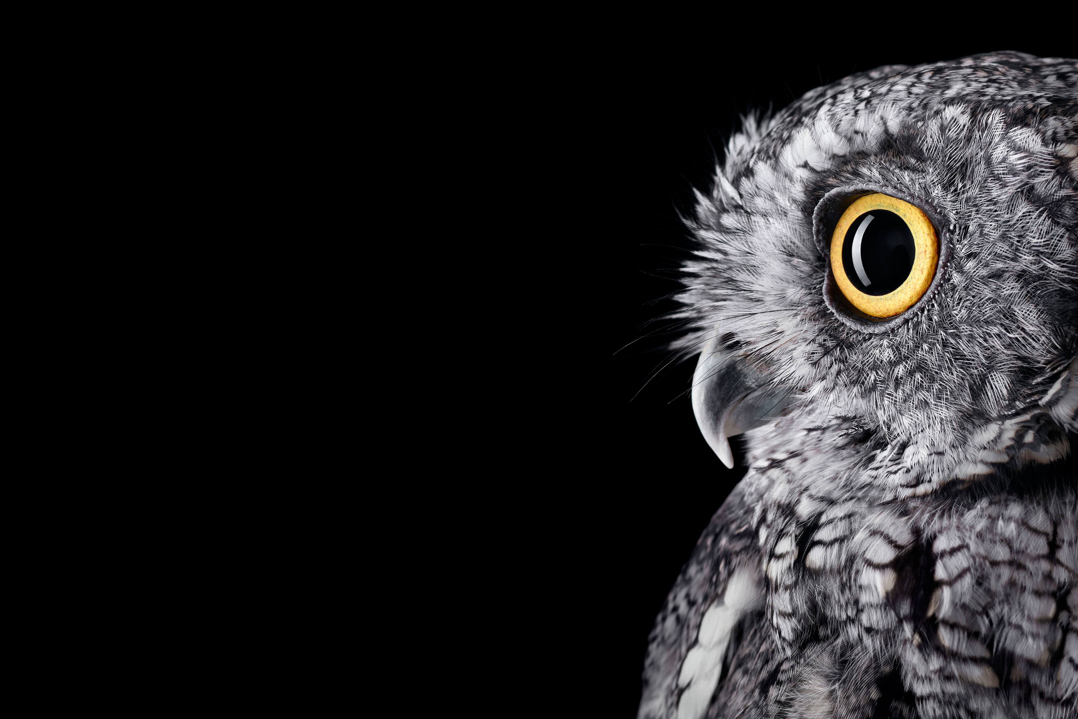 Western Screech Owl Wallpaper