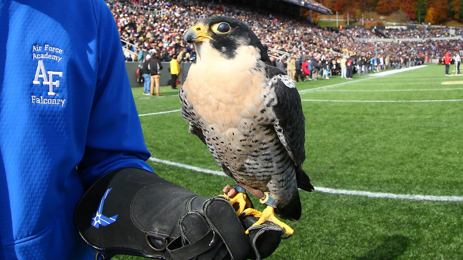 Air Force Mascot, a Falcon, Is Injured by West Point Cadets During Prank