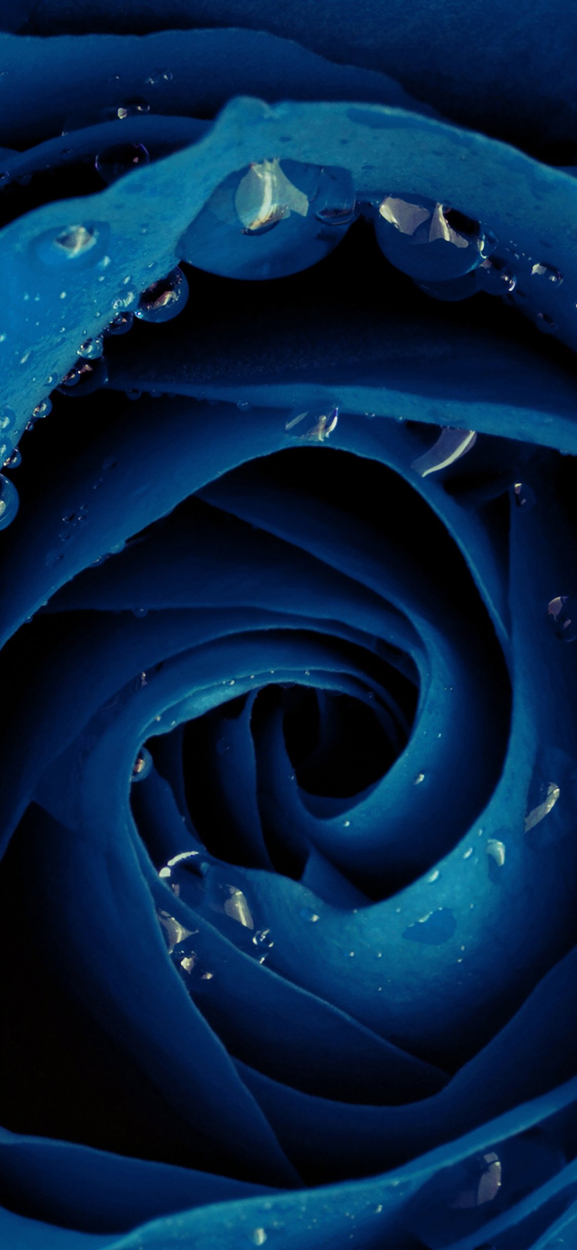 Beautiful blue rose flower iPhone X Wallpaper Free Download