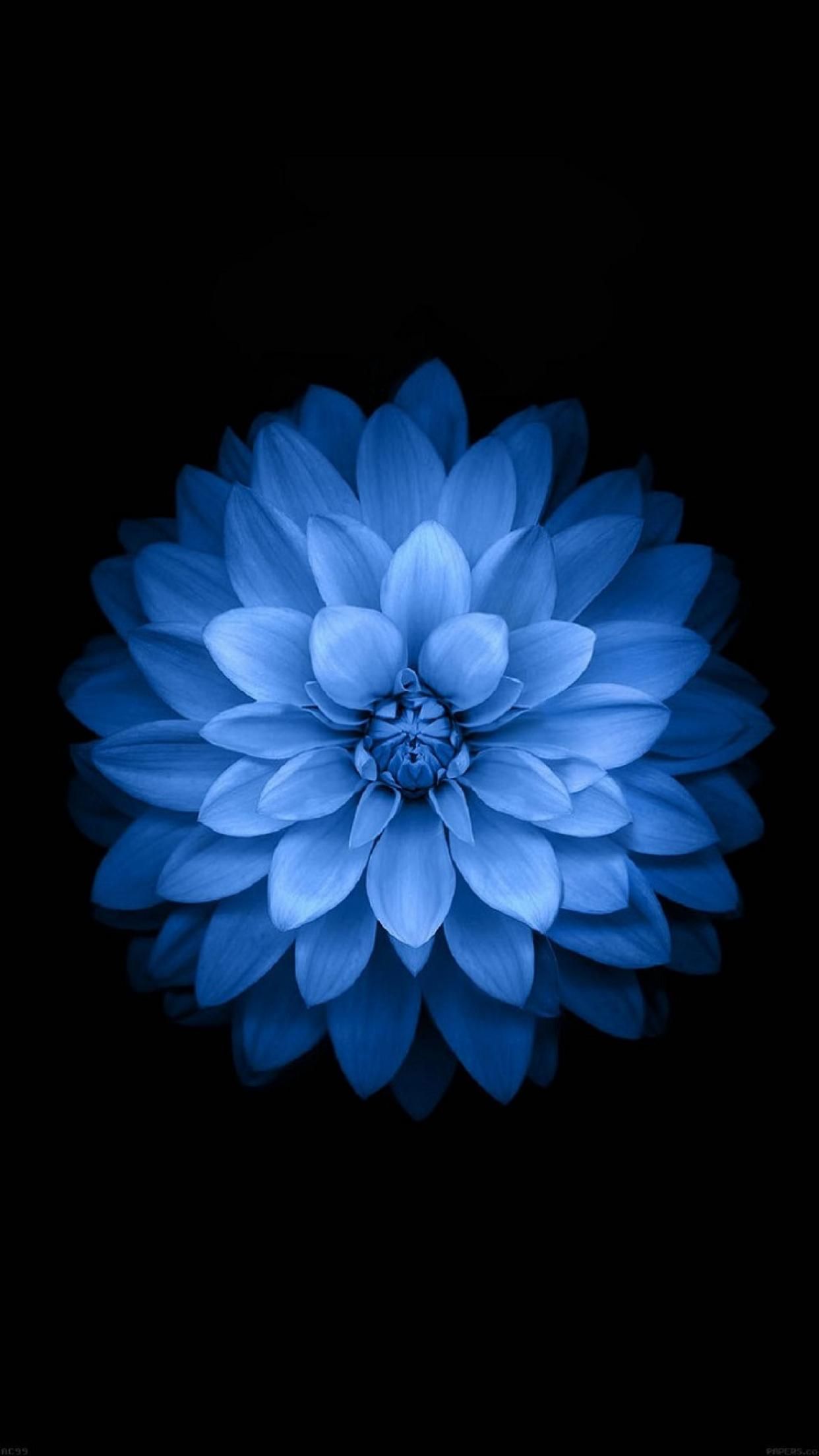 Black and Blue Flower iPhone Wallpaper Free Black and Blue Flower iPhone Background