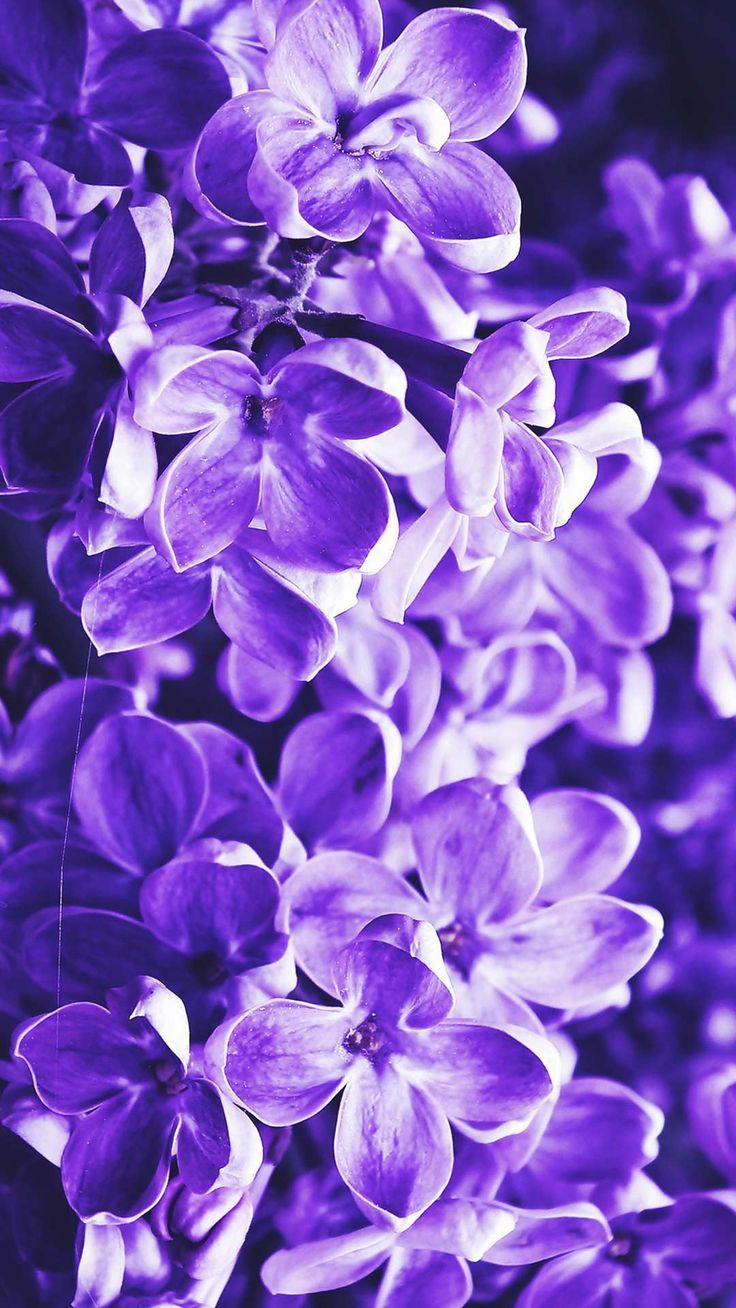 Premium Photo  Delicate lilac flowers as decoration for wallpaper flowers