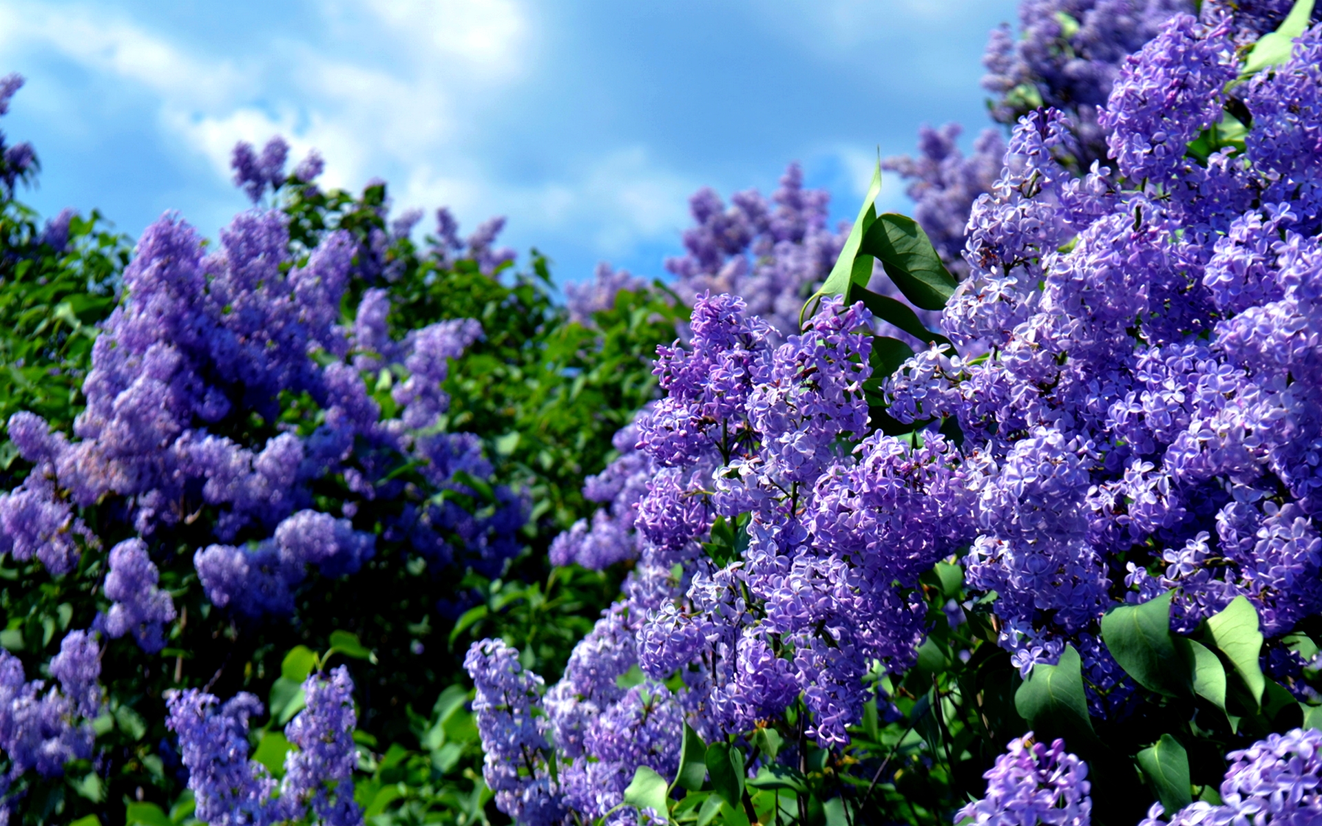 lilac wallpaper, lavender, lilac, flower, blue, purple