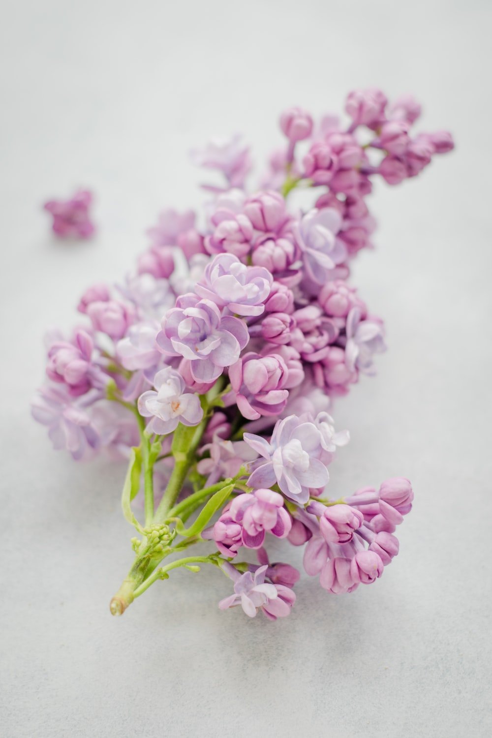 Lilacs Picture. Download Free Image