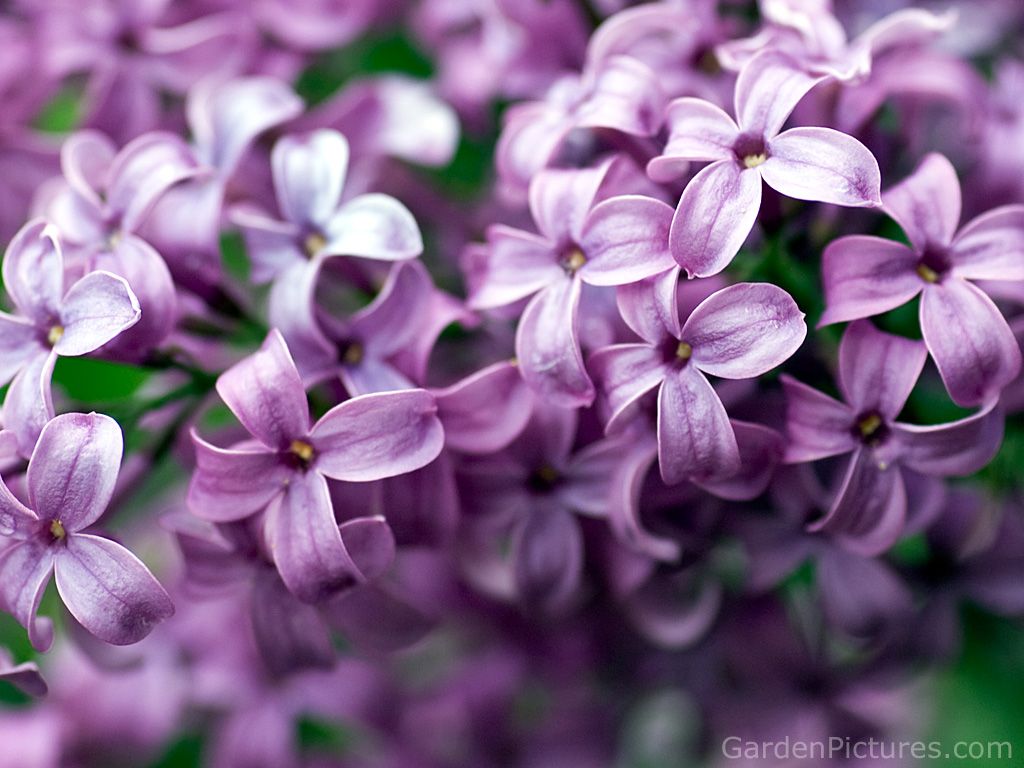 Lilac Flower Wallpaper & Background Beautiful Best Available For Download Lilac Flower Photo Free On Zicxa.com Image