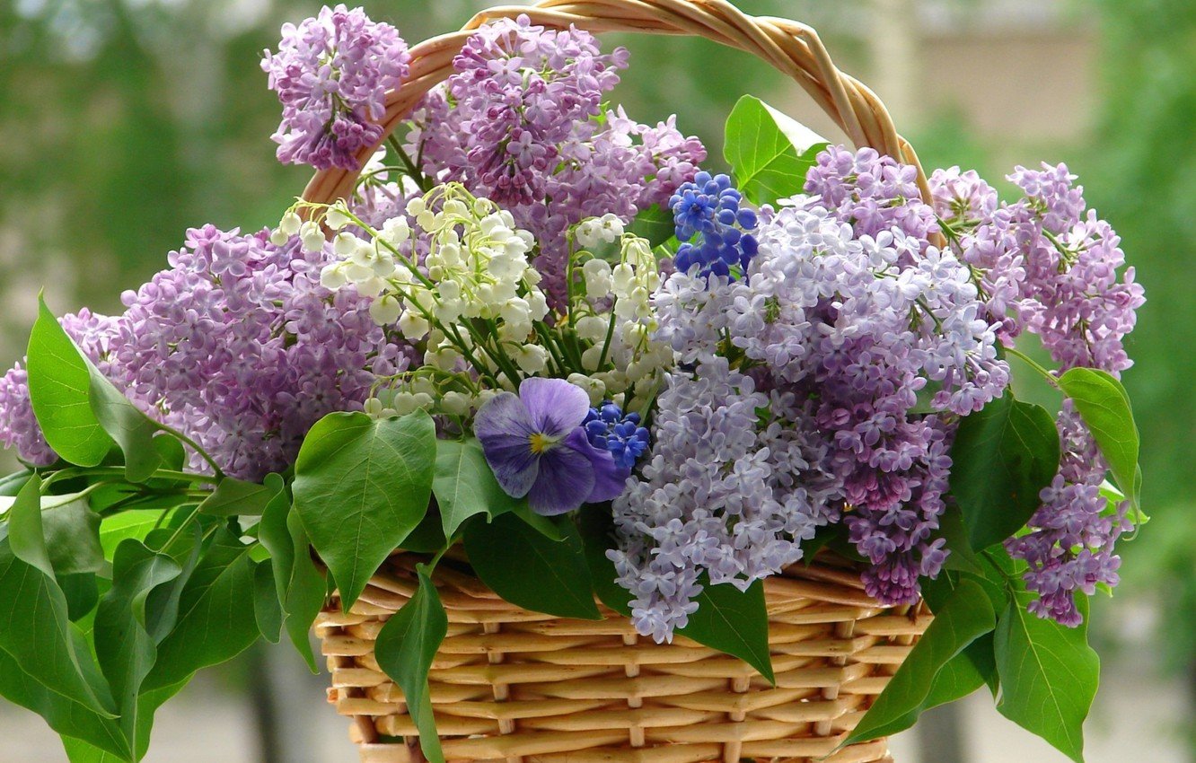 Wallpaper flower, flowers, violet, basket, lilac, whitr, lilacs image for desktop, section цветы