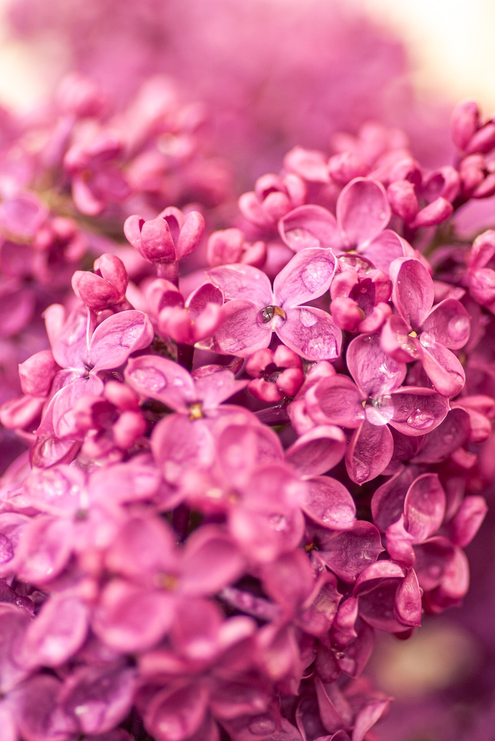 Lilac Wallpaper Picture. Download Free Image