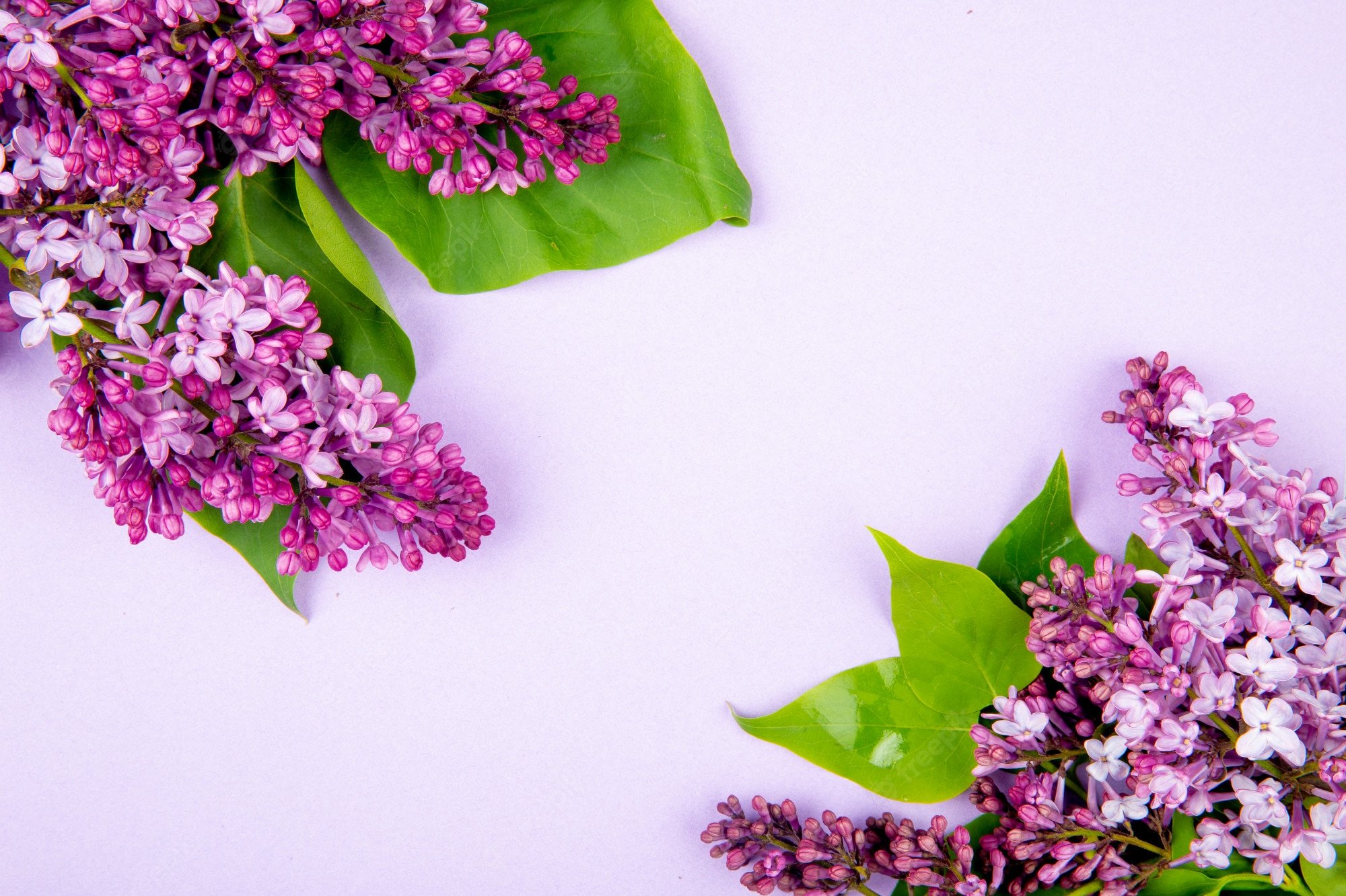 Lilac flower background Image. Free Vectors, & PSD