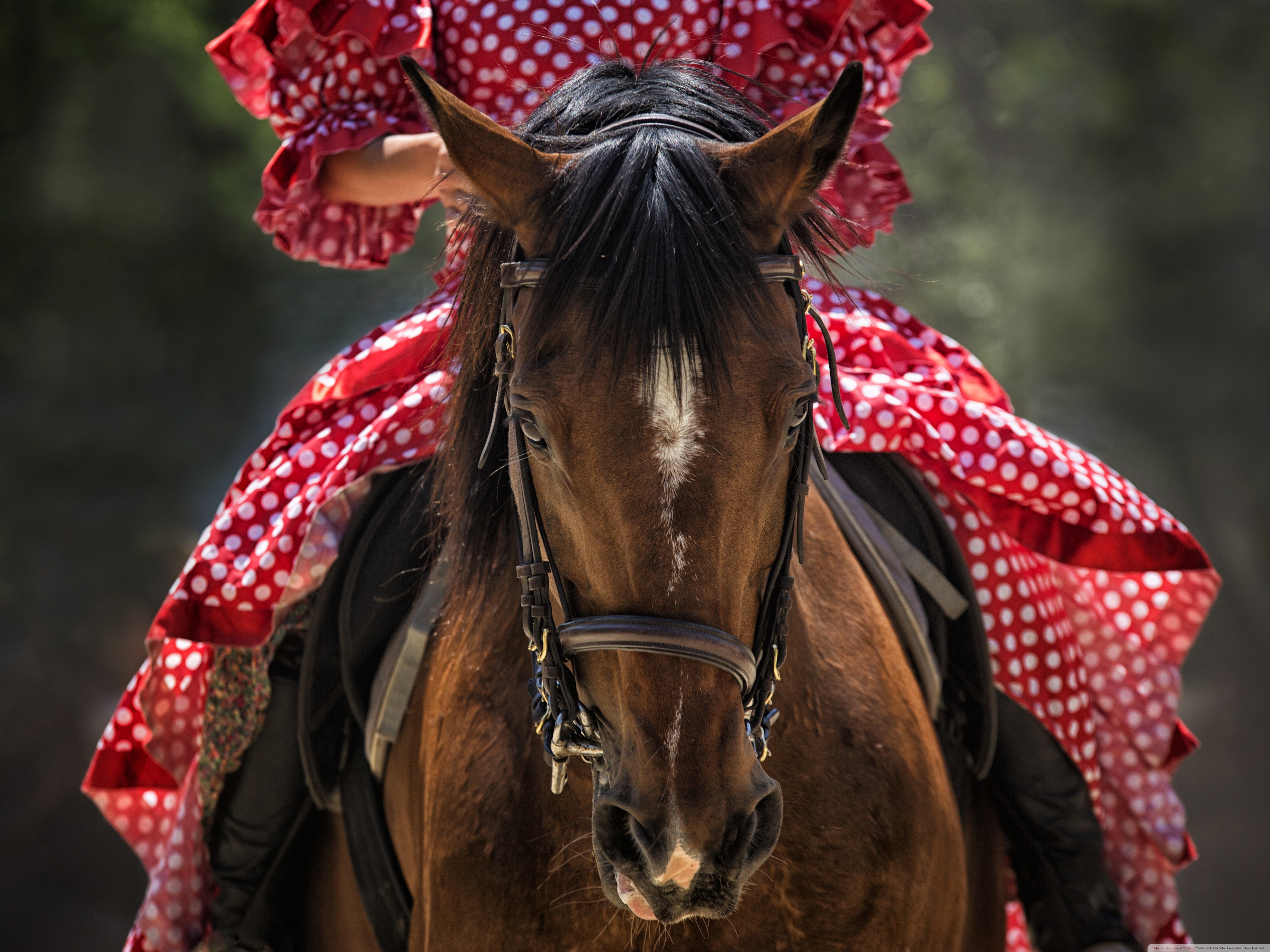 Woman in Red Dress Riding a Horse Ultra HD Desktop Background Wallpaper for 4K UHD TV, Widescreen & UltraWide Desktop & Laptop, Tablet
