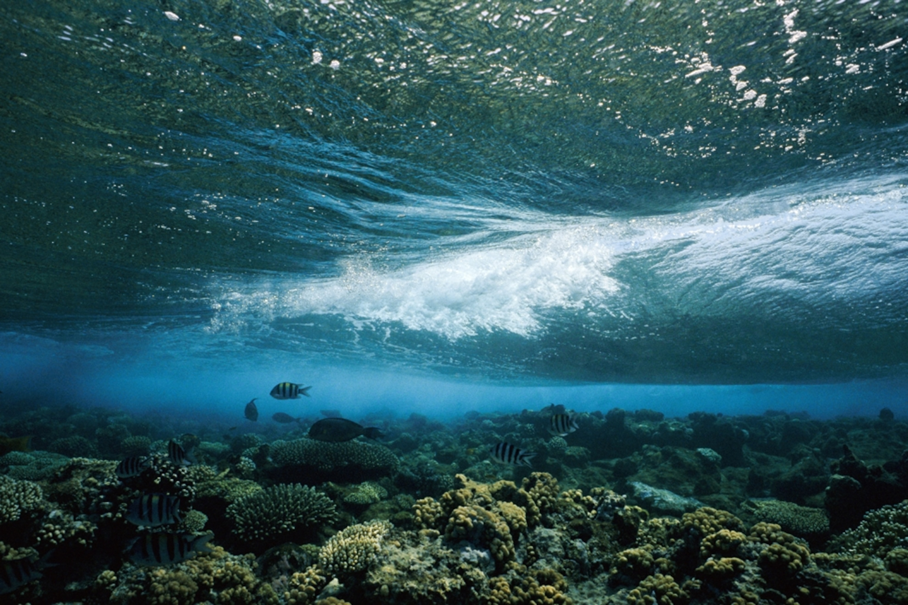 Underwater Landscape Photo, Underwater Wallpaper, Download, Photo - National Geographic