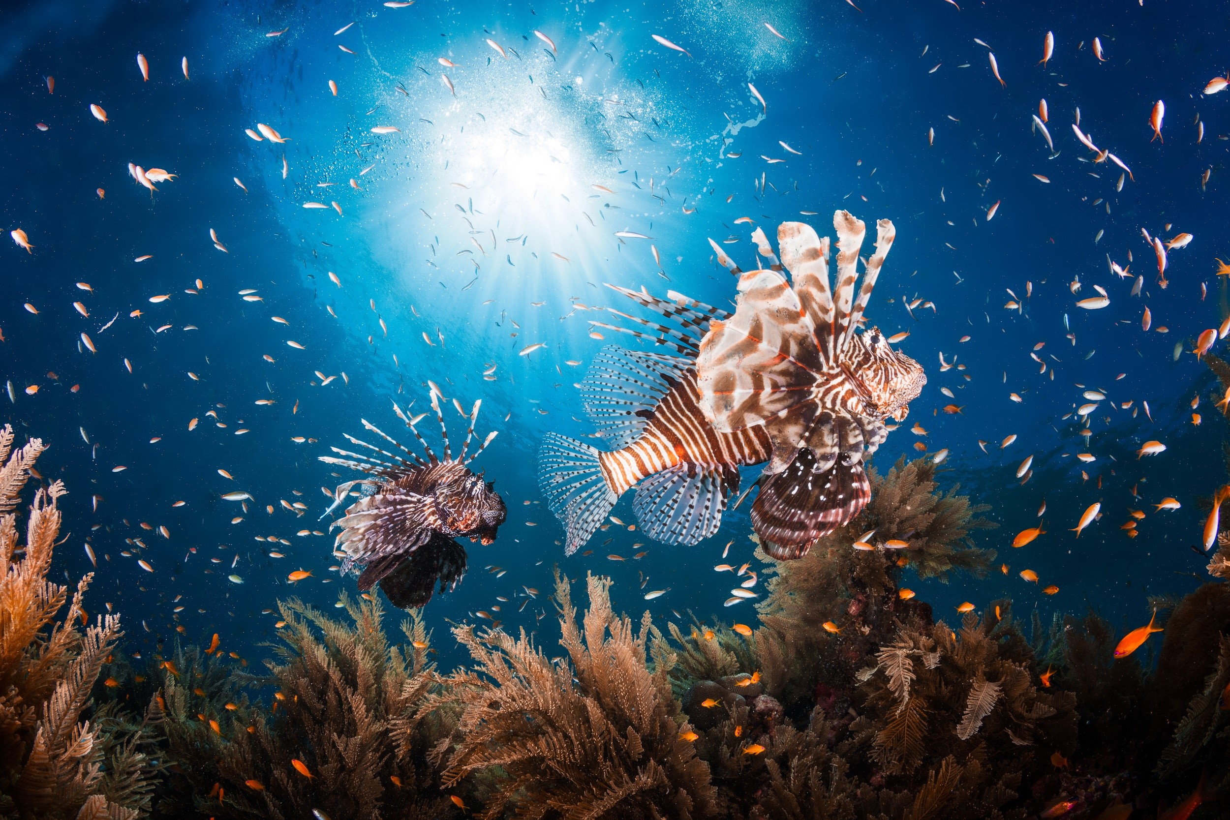 Underwater world, Fish, Pterois lionfish Gallery HD Wallpaper