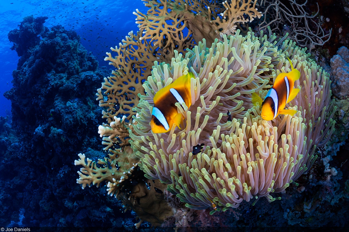 Underwater Seascapes of the Southern Red Sea