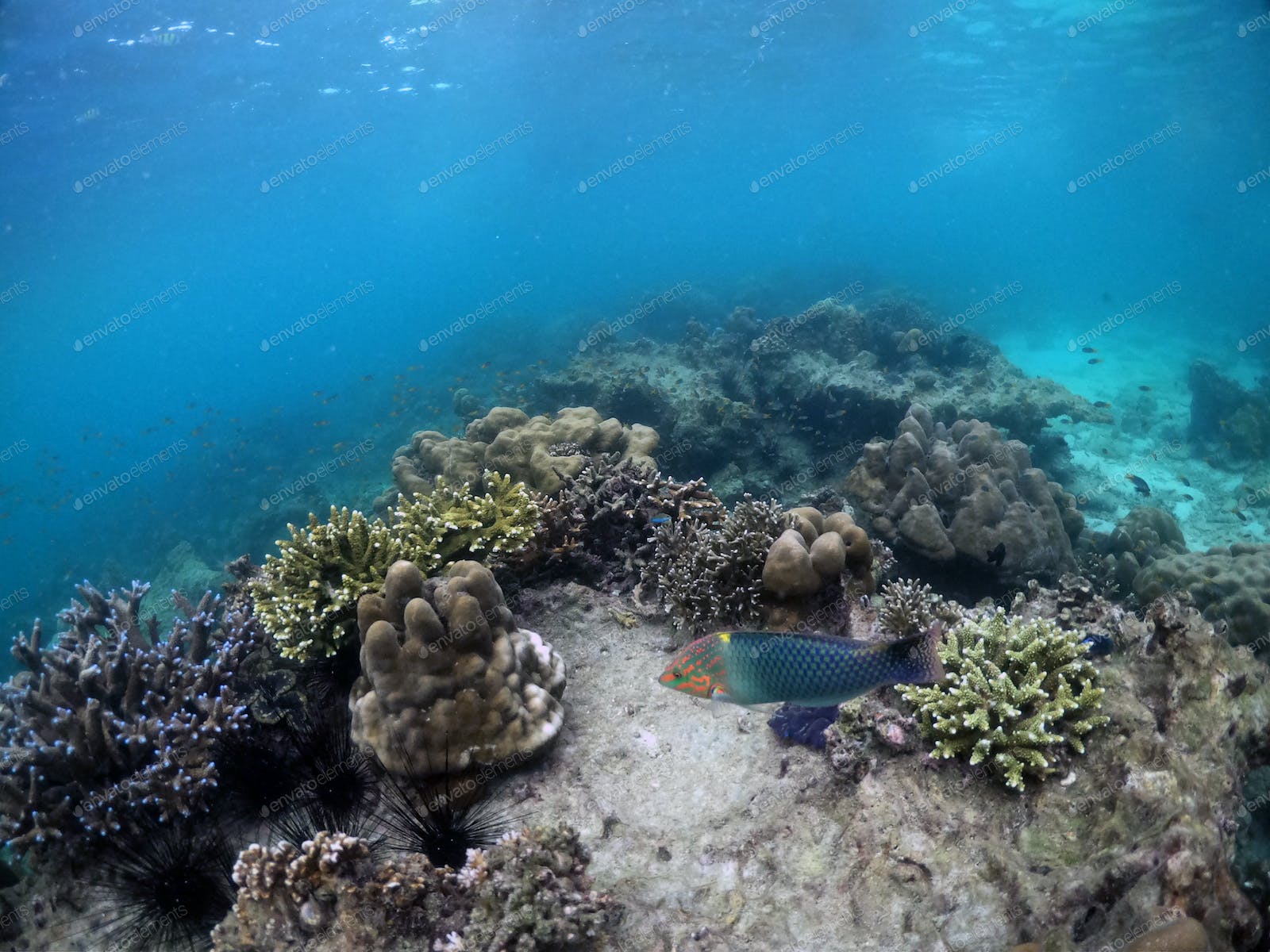 Underwater seascape of corals and algae in the ocean. photo by erika8213 on Envato Elements