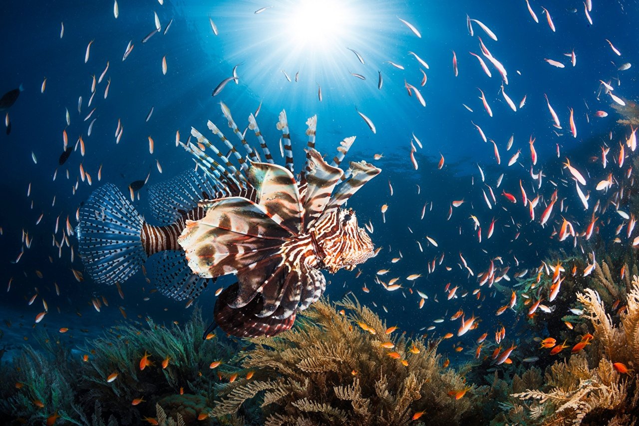 Desktop Wallpaper Pterois lionfish Fish Underwater world Animals