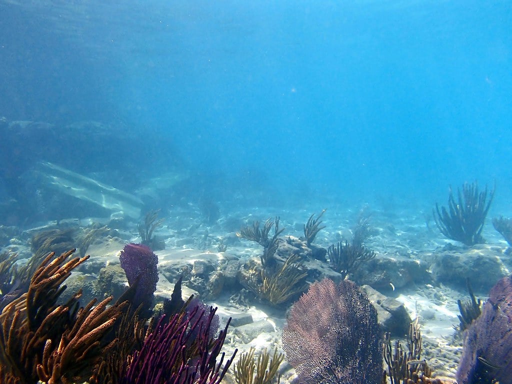 Underwater Seascape (2). Beautiful underwater views surroun