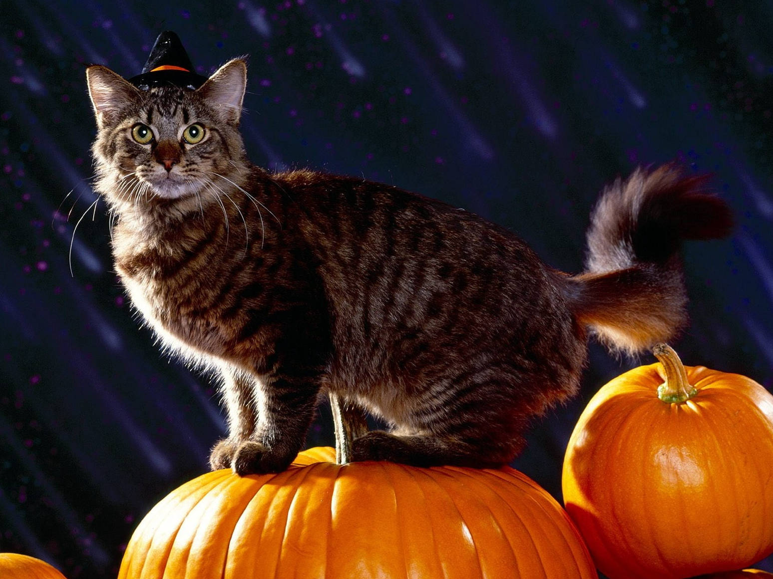 Download Cute Halloween Tabby Cat Wallpaper