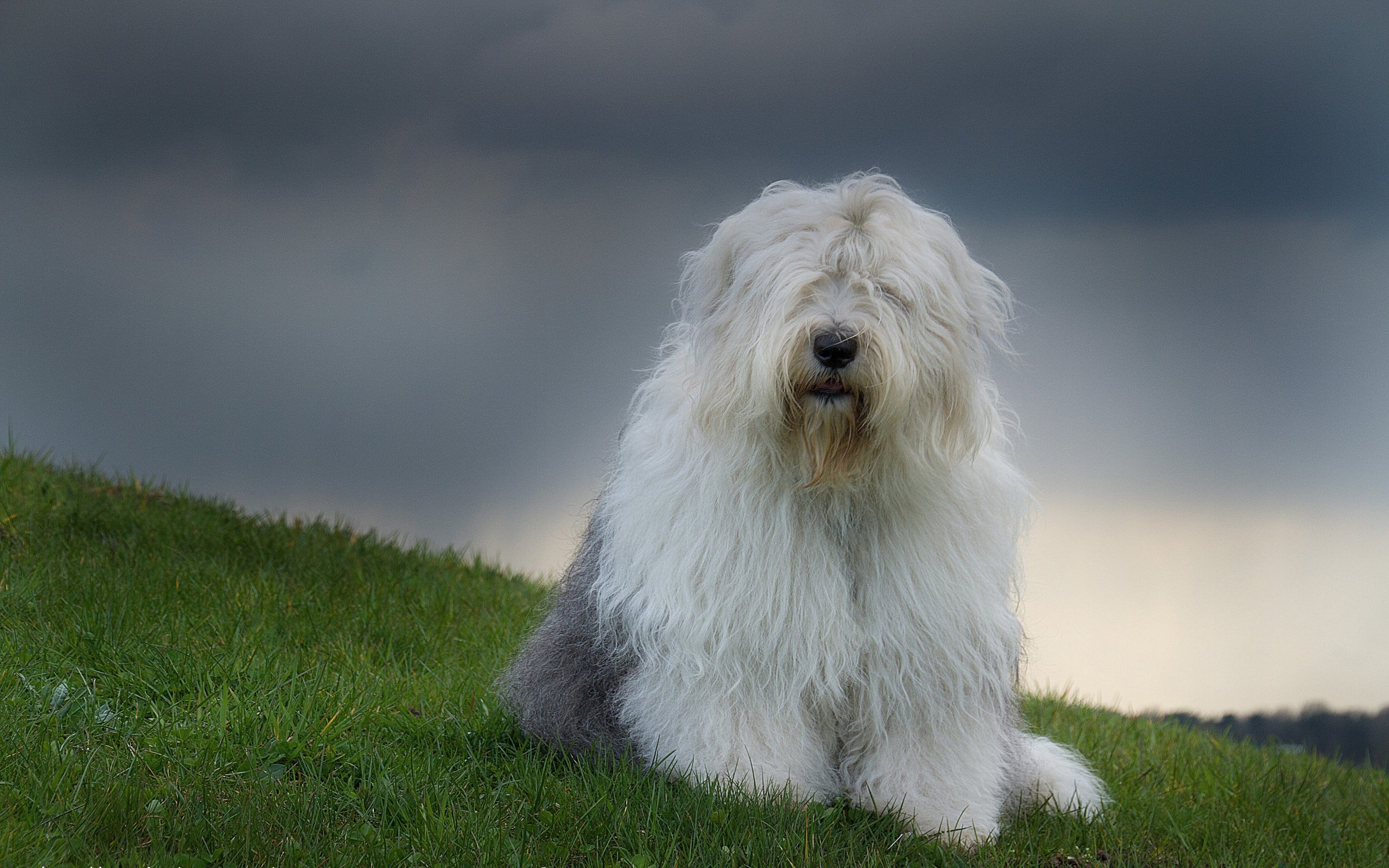 Viejo Pastor Ingles Cachorro  English dogs, Old english sheepdog