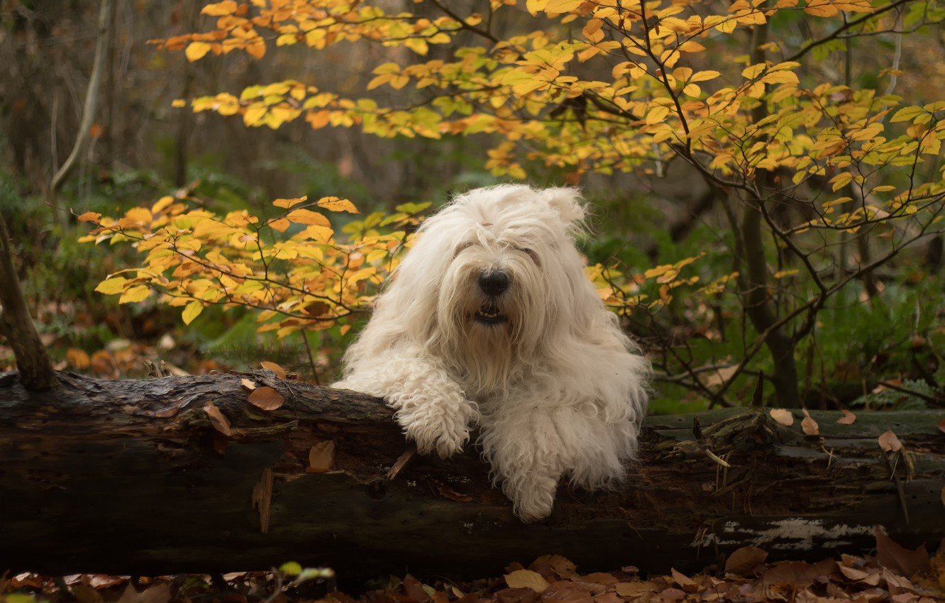 Old English Sheepdog Wallpapers - Wallpaper Cave