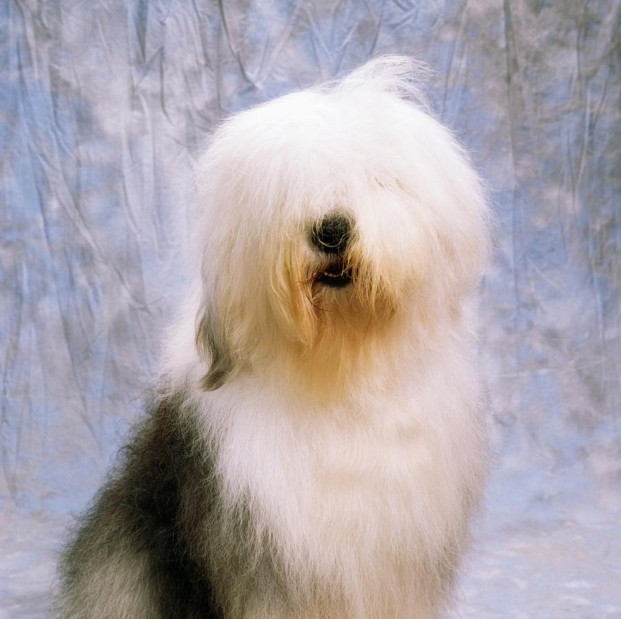 Old English Sheepdog Photograph by The Irish Image Collection. Fine Art America