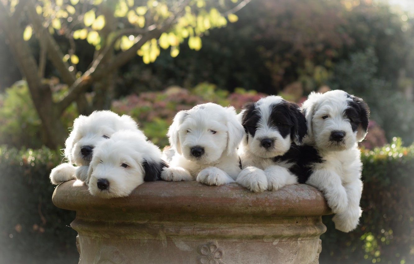 Wallpaper dogs, puppies, Bobtail, The old English Sheepdog image for desktop, section собаки