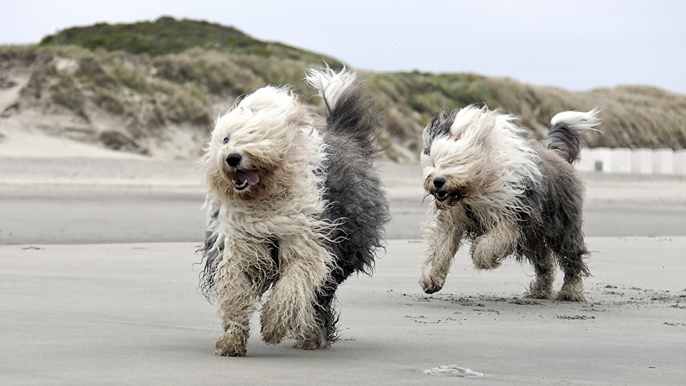 Picture Old English Sheepdog Dogs Running Beach Two animal 1366x768