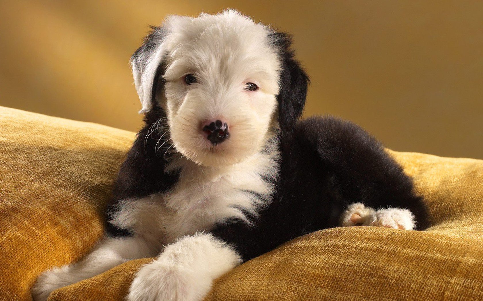 Old English Sheepdog Wallpaper